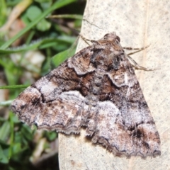 Gastrina cristaria (Wave-lined Geometrid) at Conder, ACT - 27 Sep 2018 by michaelb