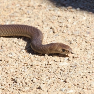 Pseudonaja textilis at Acton, ACT - 6 Oct 2018