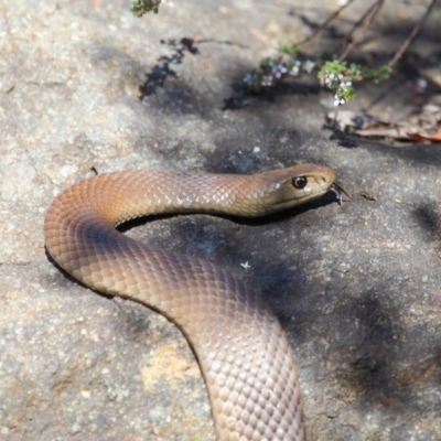 Pseudonaja textilis (Eastern Brown Snake) at ANBG - 6 Oct 2018 by TimL