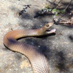 Pseudonaja textilis (Eastern Brown Snake) at ANBG - 6 Oct 2018 by TimL