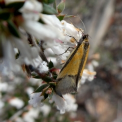 Philobota undescribed species near arabella (A concealer moth) at Googong, NSW - 6 Oct 2018 by Wandiyali