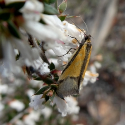 Philobota undescribed species near arabella (A concealer moth) at Wandiyali-Environa Conservation Area - 6 Oct 2018 by Wandiyali