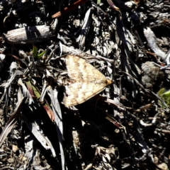 Scopula rubraria (Reddish Wave, Plantain Moth) at Wandiyali-Environa Conservation Area - 6 Oct 2018 by Wandiyali