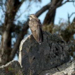 Cacomantis pallidus (Pallid Cuckoo) at Googong, NSW - 7 Oct 2018 by Wandiyali