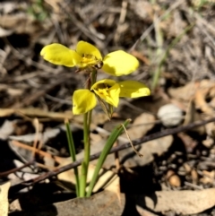 Diuris chryseopsis (Golden Moth) at Googong, NSW - 7 Oct 2018 by Wandiyali