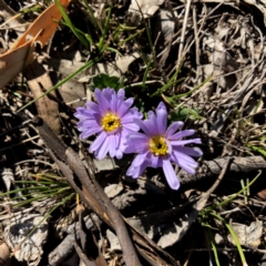 Brachyscome willisii (Narrow-wing Daisy) at Googong, NSW - 7 Oct 2018 by Wandiyali