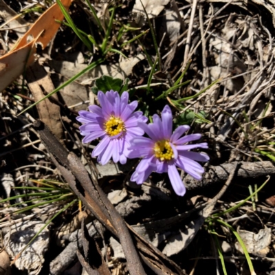 Brachyscome willisii (Narrow-wing Daisy) at Googong, NSW - 7 Oct 2018 by Wandiyali