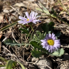 Brachyscome willisii at Googong, NSW - 7 Oct 2018 09:26 AM