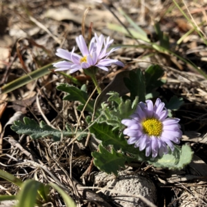 Brachyscome willisii at Googong, NSW - 7 Oct 2018 09:26 AM