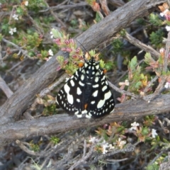 Periscepta polysticta (Spotted Day Moth) at Tuggeranong Hill - 6 Oct 2018 by Owen