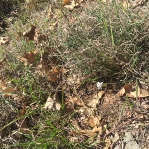 Wurmbea dioica subsp. dioica at Griffith, ACT - 6 Oct 2018