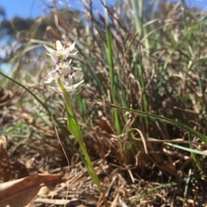 Wurmbea dioica subsp. dioica at Griffith, ACT - 6 Oct 2018