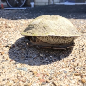 Chelodina longicollis at Wamboin, NSW - 30 Sep 2018