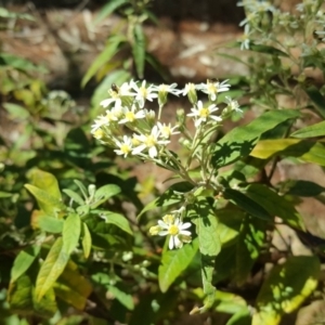 Olearia lirata at Isaacs, ACT - 7 Oct 2018 02:53 PM