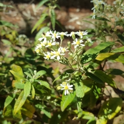 Olearia lirata (Snowy Daisybush) at Isaacs, ACT - 7 Oct 2018 by Mike