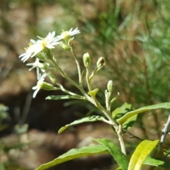 Olearia lirata at Isaacs, ACT - 7 Oct 2018