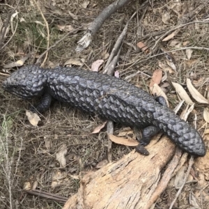 Tiliqua rugosa at Bungendore, NSW - 7 Oct 2018 12:19 PM