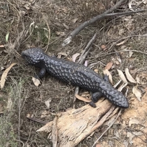 Tiliqua rugosa at Bungendore, NSW - 7 Oct 2018 12:19 PM