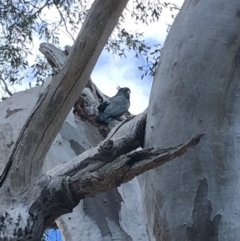 Callocephalon fimbriatum (Gang-gang Cockatoo) at GG55 - 7 Oct 2018 by KL