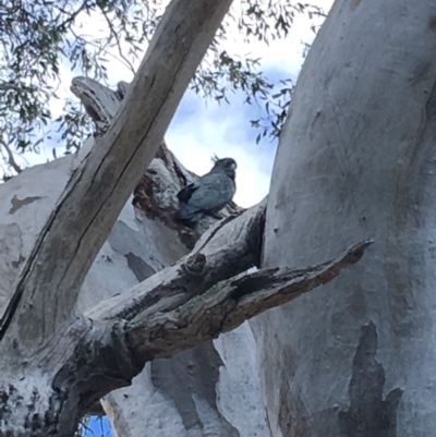 Callocephalon fimbriatum (Gang-gang Cockatoo) at GG55 - 7 Oct 2018 by KL