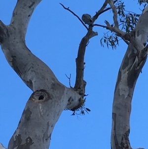 Callocephalon fimbriatum at Deakin, ACT - 7 Oct 2018