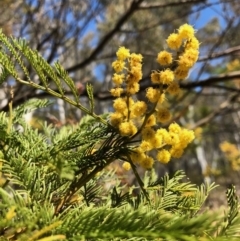 Acacia sp. (A Wattle) at Bruce, ACT - 6 Oct 2018 by LyndalT