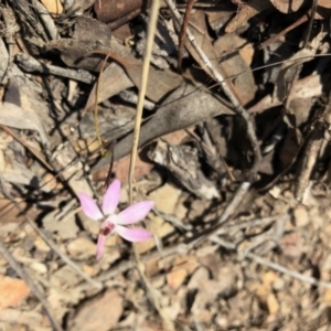 Caladenia fuscata at Bruce, ACT - 6 Oct 2018