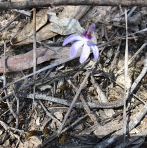 Cyanicula caerulea at Bruce, ACT - suppressed