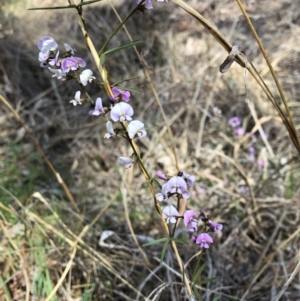 Glycine clandestina at Bruce, ACT - 6 Oct 2018 02:30 PM