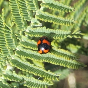 Ditropidus pulchellus at Theodore, ACT - 27 Sep 2018