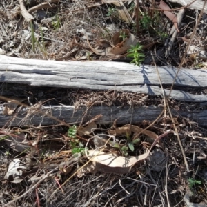 Papyrius nitidus at O'Malley, ACT - suppressed