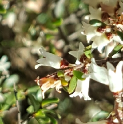 Cryptandra amara (Bitter Cryptandra) at O'Malley, ACT - 7 Oct 2018 by Mike