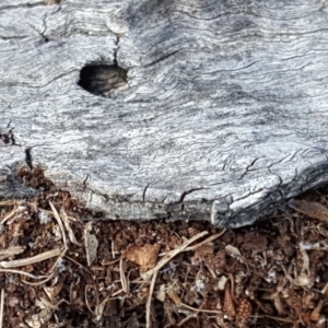 Papyrius nitidus at O'Malley, ACT - suppressed