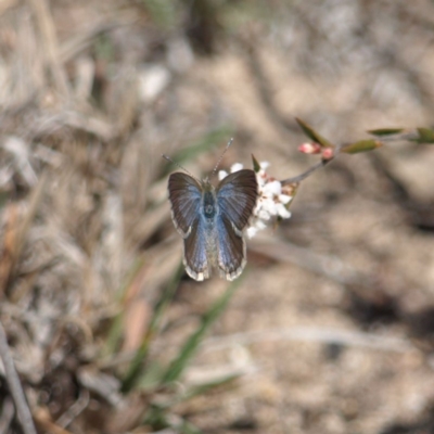 Zizina otis (Common Grass-Blue) at Kambah, ACT - 6 Oct 2018 by MatthewFrawley