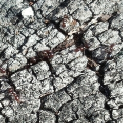 Papyrius nitidus at O'Malley, ACT - suppressed