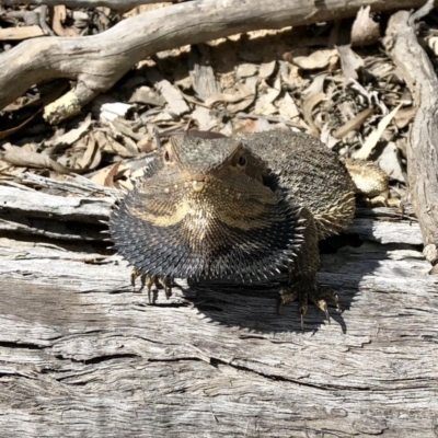 Pogona barbata (Eastern Bearded Dragon) at Bruce Ridge to Gossan Hill - 6 Oct 2018 by LyndalT