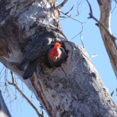 Callocephalon fimbriatum (Gang-gang Cockatoo) at O'Malley, ACT - 7 Oct 2018 by Mike