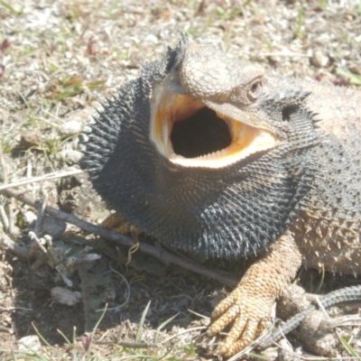 Pogona barbata (Eastern Bearded Dragon) at Garran, ACT - 6 Oct 2018 by MichaelMulvaney