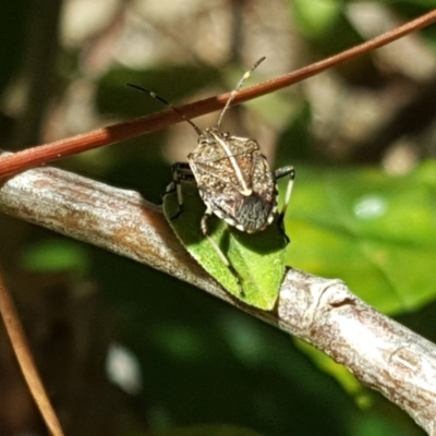 Oncocoris geniculatus (A shield bug) at Isaacs, ACT - 7 Oct 2018 by Mike