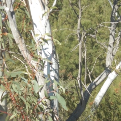Eucalyptus pauciflora subsp. pauciflora (White Sally, Snow Gum) at Urambi Hills - 7 Oct 2018 by MichaelMulvaney