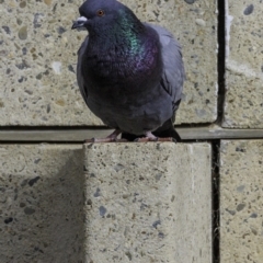 Columba livia (Rock Dove (Feral Pigeon)) at Deakin, ACT - 6 Oct 2018 by BIrdsinCanberra