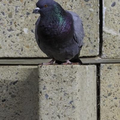 Columba livia (Rock Dove (Feral Pigeon)) at Deakin, ACT - 6 Oct 2018 by BIrdsinCanberra
