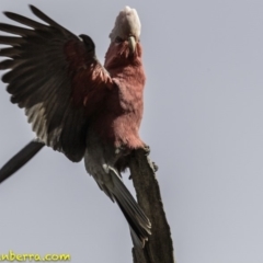 Eolophus roseicapilla (Galah) at Deakin, ACT - 5 Oct 2018 by BIrdsinCanberra