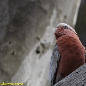 Eolophus roseicapilla at Deakin, ACT - 6 Oct 2018