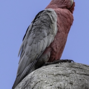 Eolophus roseicapilla at Deakin, ACT - 6 Oct 2018