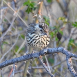 Pyrrholaemus sagittatus at Cooleman Ridge - 7 Oct 2018