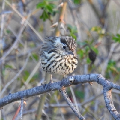 Pyrrholaemus sagittatus (Speckled Warbler) at Cooleman Ridge - 7 Oct 2018 by HelenCross