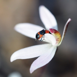 Caladenia fuscata at Hackett, ACT - 7 Oct 2018