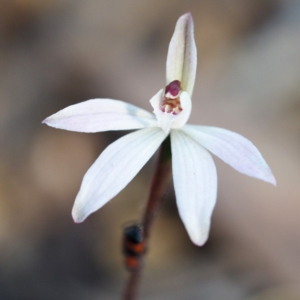 Caladenia fuscata at Hackett, ACT - 7 Oct 2018