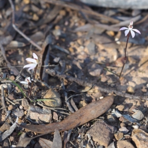 Caladenia fuscata at Hackett, ACT - 7 Oct 2018